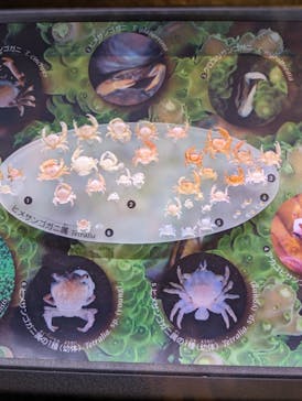 国立科学博物館に投稿された画像（2024/5/4）