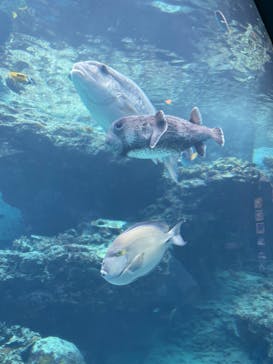 沖縄美ら海水族館に投稿された画像（2024/5/4）