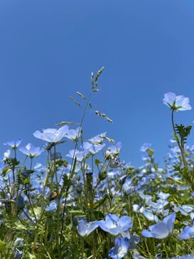 滋賀農業公園ブルーメの丘に投稿された画像（2024/5/4）