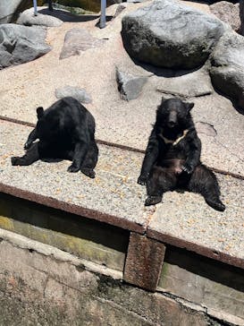 奥飛騨クマ牧場に投稿された画像（2024/5/4）