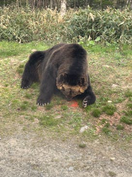 サホロリゾート　ベア･マウンテンに投稿された画像（2024/5/4）
