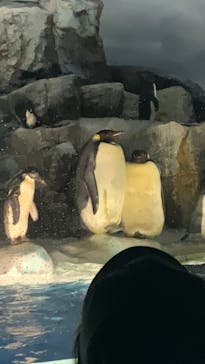 名古屋港水族館に投稿された画像（2024/5/4）