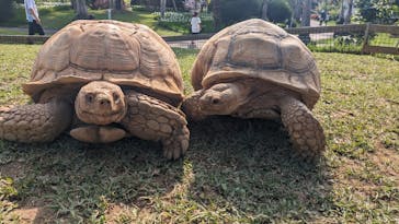 美らヤシパークオキナワ・東南植物楽園に投稿された画像（2024/5/4）