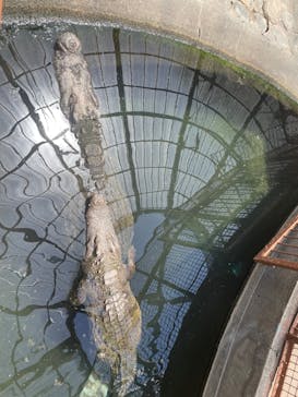 熱川バナナワニ園に投稿された画像（2024/5/4）