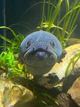 カワスイ 川崎⽔族館に投稿された画像（2024/5/4）