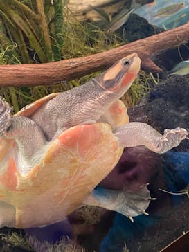 カワスイ 川崎⽔族館に投稿された画像（2024/5/4）