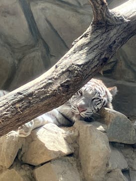 姫路セントラルパークに投稿された画像（2024/5/4）