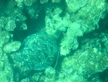 OCEANS/新原海底観光センターに投稿された画像（2024/5/4）