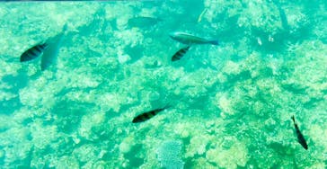 OCEANS/新原海底観光センターに投稿された画像（2024/5/4）