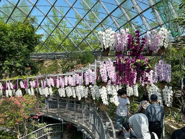 とっとり花回廊に投稿された画像（2024/5/4）