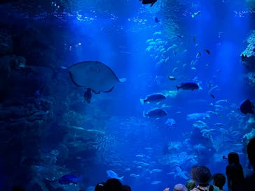 京都水族館に投稿された画像（2024/5/4）