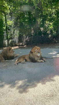 群馬サファリパークに投稿された画像（2024/5/4）