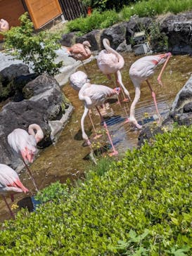 群馬サファリパークに投稿された画像（2024/5/4）