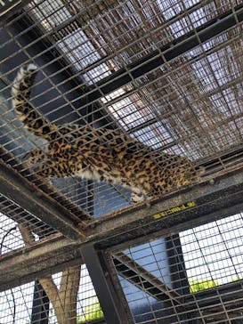 群馬サファリパークに投稿された画像（2024/5/4）