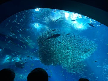 アクアワールド茨城県大洗水族館に投稿された画像（2024/5/4）