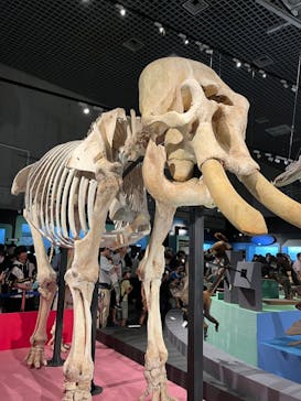 特別展「大哺乳類展３－わけてつなげて大行進」に投稿された画像（2024/5/4）