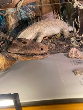 福井県立恐竜博物館に投稿された画像（2024/5/4）