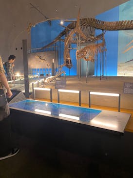 福井県立恐竜博物館に投稿された画像（2024/5/4）