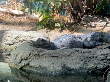 天王寺動物園に投稿された画像（2024/5/4）