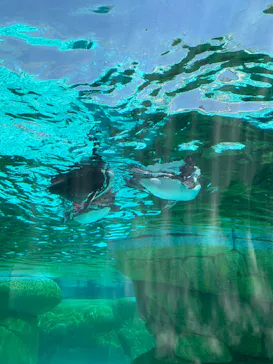 天王寺動物園に投稿された画像（2024/5/4）