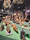 特別展「大哺乳類展３－わけてつなげて大行進」に投稿された画像（2024/5/4）