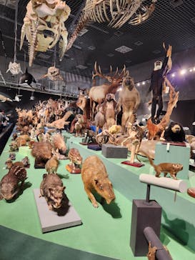 特別展「大哺乳類展３－わけてつなげて大行進」に投稿された画像（2024/5/4）