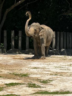 千葉市動物公園に投稿された画像（2024/5/4）