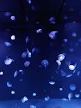 サンシャイン水族館に投稿された画像（2024/5/4）
