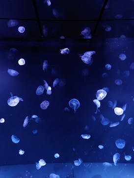 サンシャイン水族館に投稿された画像（2024/5/4）