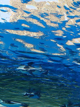 サンシャイン水族館に投稿された画像（2024/5/4）