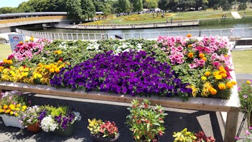 浜名湖花博2024に投稿された画像（2024/5/4）