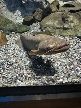 滋賀県立琵琶湖博物館に投稿された画像（2024/5/4）