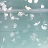 アクアワールド茨城県大洗水族館に投稿された画像（2024/5/4）