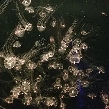 アクアワールド茨城県大洗水族館に投稿された画像（2024/5/4）