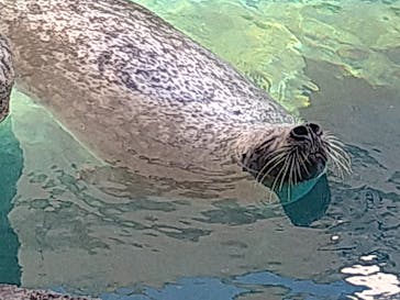 京都水族館に投稿された画像（2024/5/4）