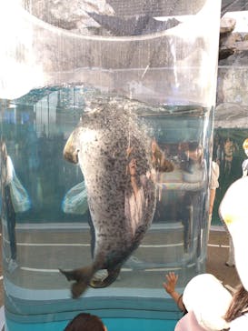 京都水族館に投稿された画像（2024/5/4）