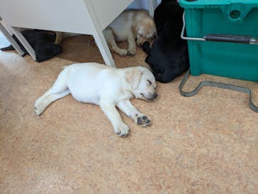 つくばわんわんランドに投稿された画像（2024/5/4）