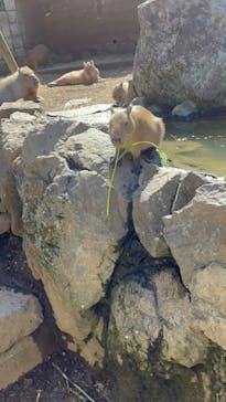 伊豆シャボテン動物公園に投稿された画像（2024/5/4）