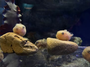 新江ノ島水族館に投稿された画像（2024/5/4）