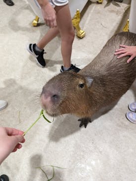 アニタッチアクアシティお台場に投稿された画像（2024/5/4）