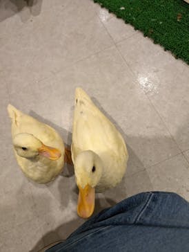 アニタッチアクアシティお台場に投稿された画像（2024/5/4）