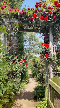 横浜イングリッシュガーデンに投稿された画像（2024/5/4）