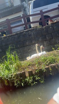 小江戸さわら 舟めぐりに投稿された画像（2024/5/4）