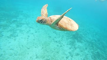 宮古島 ADVENTURE PiPi（ミヤコジマ アドベンチャー ピピ）に投稿された画像（2024/5/4）