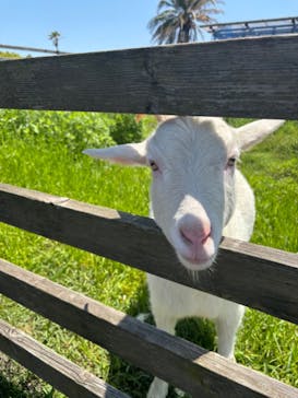 アロハガーデンたてやまに投稿された画像（2024/5/4）