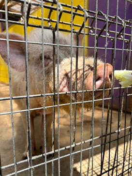 アロハガーデンたてやまに投稿された画像（2024/5/4）