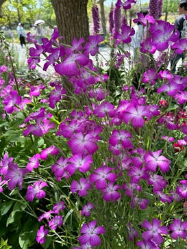 浜名湖花博2024に投稿された画像（2024/5/4）