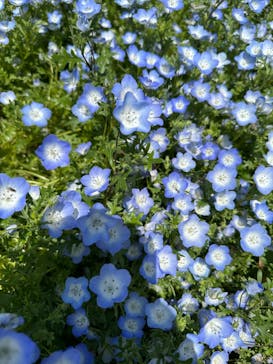 浜名湖花博2024に投稿された画像（2024/5/4）