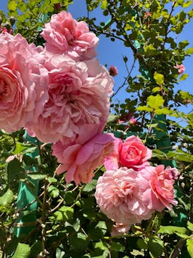 浜名湖花博2024に投稿された画像（2024/5/4）