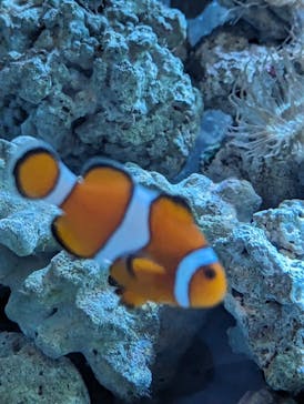 マクセル アクアパーク品川に投稿された画像（2024/5/4）